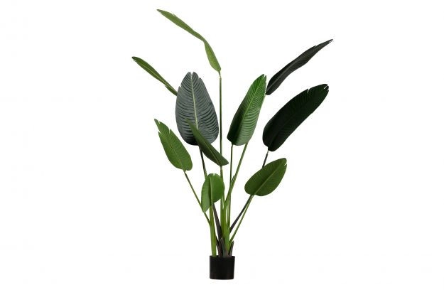 Rent a Artificial plant Strelitzia (green)? Rent at KeyPro furniture rental!