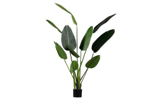 Kunstpflanze Strelitzia (grün) mieten? Mieten Sie bei KeyPro Möbelverleih!