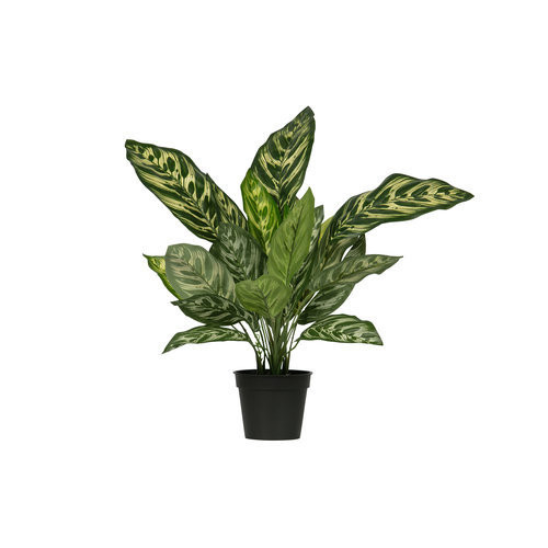 Kunstpflanze Aglaonema (grün) mieten? Mieten Sie bei KeyPro Möbelverleih!